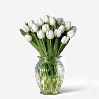 Paquete  XL - 50 Tulipanes Blancos