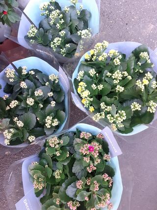 Kalanchoe con vaso