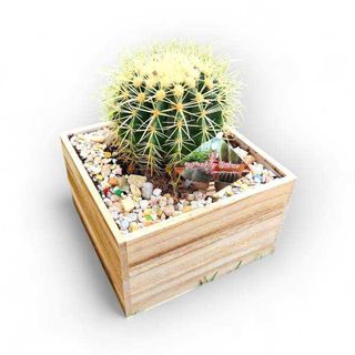 Cacto Cadeira da Sogra - Echinocactus Grusonii