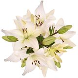 Ramo lilium Blanco