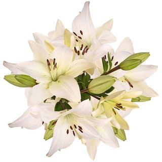 Ramo lilium Blanco