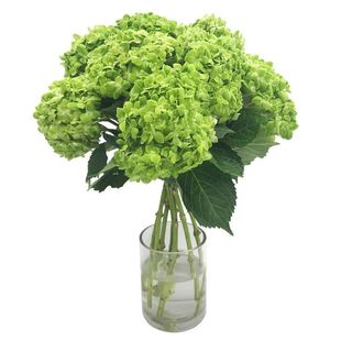 Ramo de 5 hortensias verde premium 