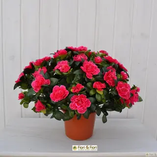 azalea