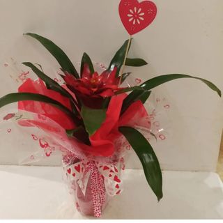 Bromelias con macetero 