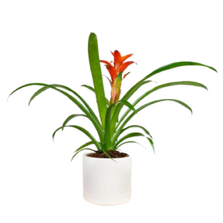 Guzmania doniczkowa