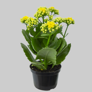 Kalanchoe amarelo