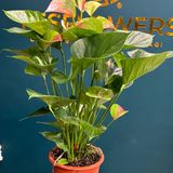 Anthurium 