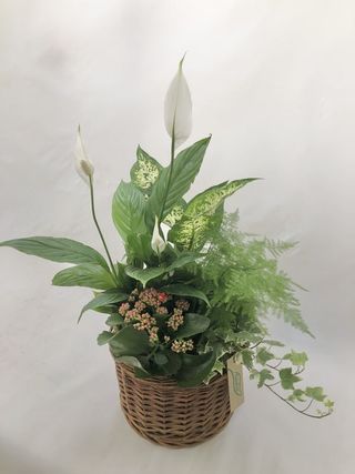 Cesta Plantas Variadas