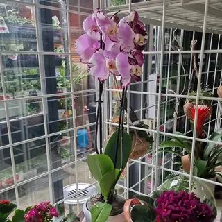 Orchidea 