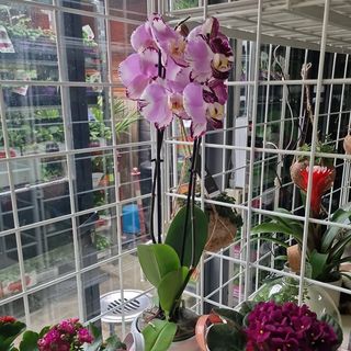 Orchidea 