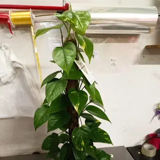 Pothos 