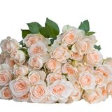 კრემისფერი ჯუჯა ვარდები 5 ტოტი