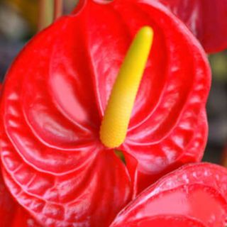 Flor del amor corazón 