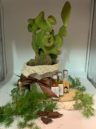 Pianta grassa