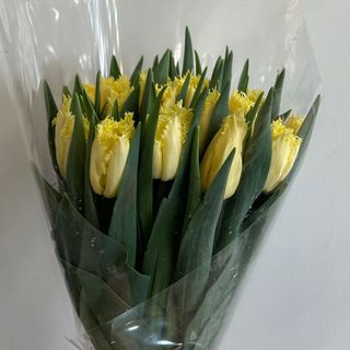 ჰოლანდიური ტიტები 