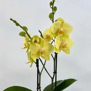 Orquídea amarilla 