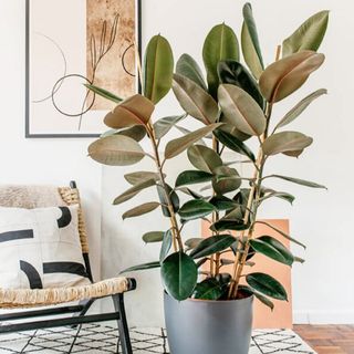 Ficus Elastica