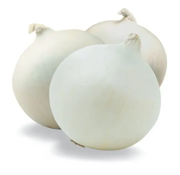 Liliáceas