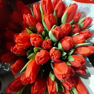 20 Tulipani rossi