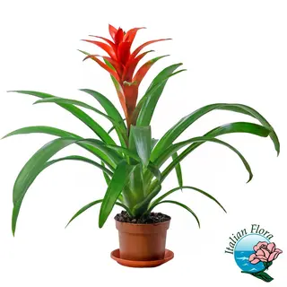 Pianta di guzmania