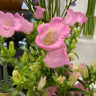 Campanula Rosa ( 5 tallos )