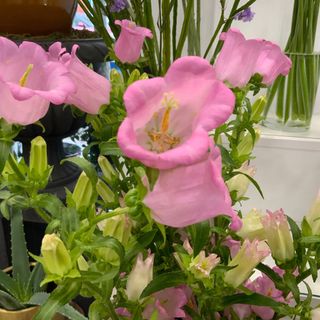 Campanula Rosa ( 5 tallos )