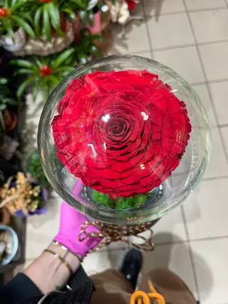 Huge Crio rose