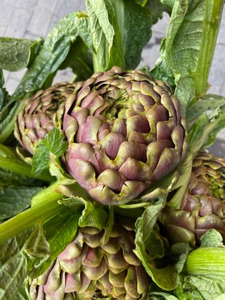 Carciofi mammarelle - 1 pezzo