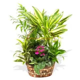 Cesta con plantas de Temporada