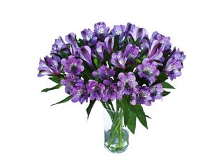 7 Алстромерии, Лилави