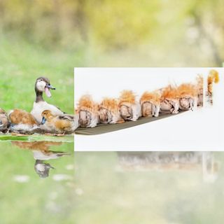 102 Uramaki ebiten 4 pezzi