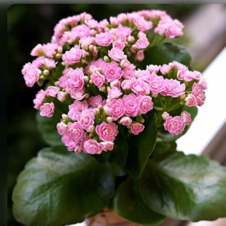 Kalanchoe rosa 