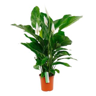 Spathiphyllum 2/3 fiori 