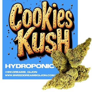 Cookies Kush Hidropónica 5G