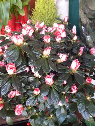 Azalea colore mista Bello grande 