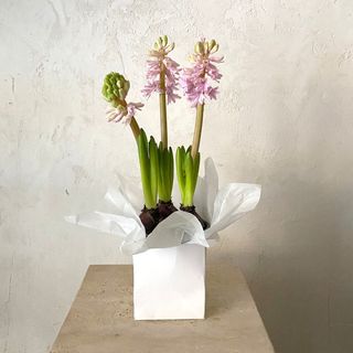 Planta de Jacinto rosa