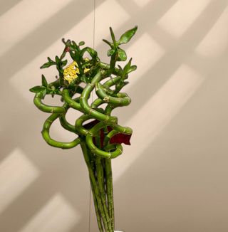 Бамбук (на щастието) (1бр)