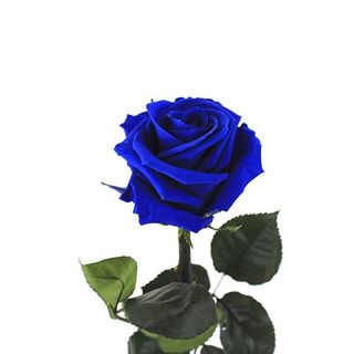 Rosa Eterna Azul