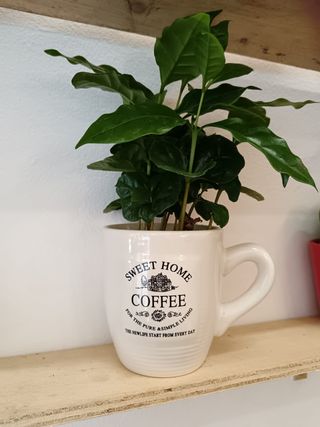 Pianta Caffè