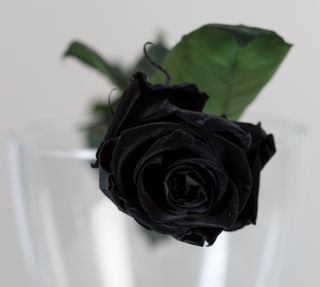 Rosa negra preservada tallo corto