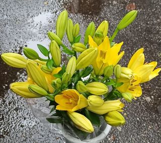 Yellow lily
