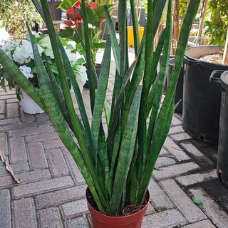 Pianta di sansevieria 