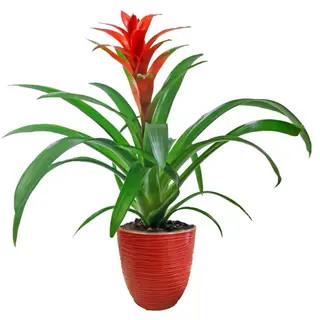 Guzmania