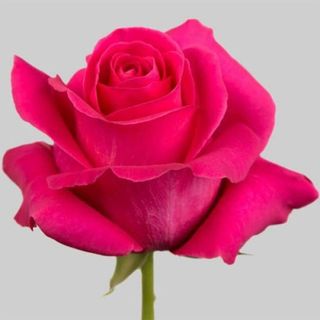 RÓŻA MALINOWA 5 SZTUK