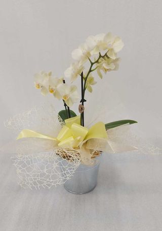 Orchidea piccola optiflor con portavaso