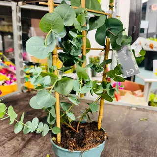 Eucalyptus Plant