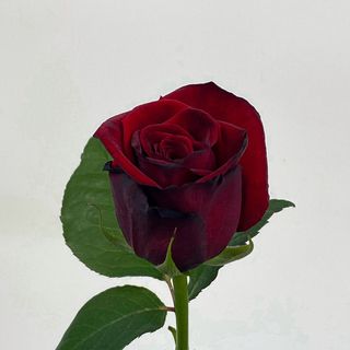 Гран Прі 60см