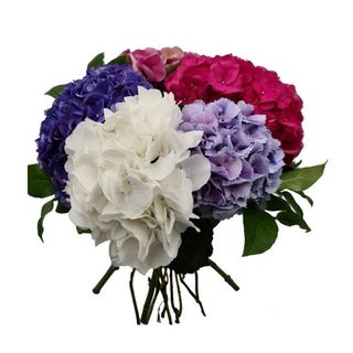 Sweet Hydrangea