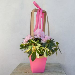 Kwiaty kwitnące średnie