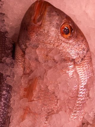 Urta Salvaje De Cádiz Pieza De (1 Kg. A 1,5 Kg.) 
